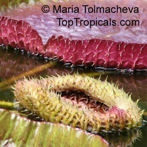 http://toptropicals.com/pics/garden/m1/Podarki5/Victoria_amazonica3797aMarTol.jpg