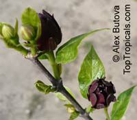 Calycanthus floridus, Sweetshrub, Carolina allspice, Strawberry shrub, Pineapple shrub