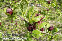 Calycanthus floridus, Sweetshrub, Carolina allspice, Strawberry shrub, Pineapple shrub
