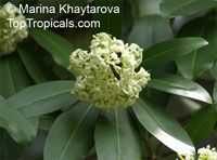Alstonia scholaris - Indian Devil Tree

Click to see full-size image
