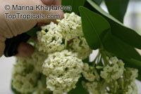 Alstonia scholaris , Blackboard Tree, Indian Devil Tree, Ditabark, Milkwood Pine, White Cheesewood