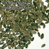 Anethum graveolens, Dill