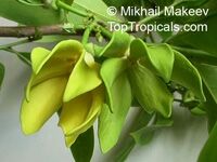Artabotrys hexapetalus, Artabotrys odoratissimus, Artabotrys uncinatus, Ylang Ylang Vine, Bhandari Vine, Climbing Lang-Lang, Tail Grape, Ilang-Ilang
