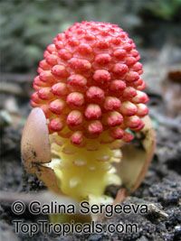 Balanophora fungosa