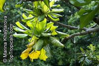Barringtonia edulis, Cut Nut, Pili Nut