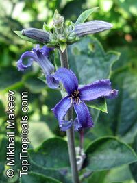 Clematis sp., Clematis, Old Man Clematis sp., Clematis, Old Man