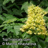 Clerodendrum paniculatum, Pagoda Flower, Orange Tower Flower, Clerodendron
