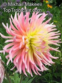 Dahlia