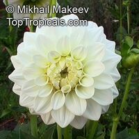 Dahlia Dahlia