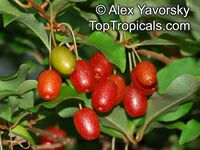 Elaeagnus multiflora, Goumi, Gumi, Natsugumi, Cherry Silverberry, Cherry Elaeagnus