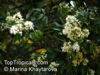 Syzygium zeylanicum, Eugenia zeylanica, Eugenia spicata, Spicate Eugenia, Kelat Nasi Nasi, Kelat Nenasi