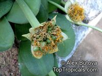 Haemanthus albiflos Haemanthus albiflos