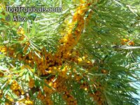 Hippophae rhamnoides, Sea Buckthorn
