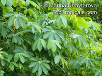 Manihot glaziovii , Tree Cassava, Ceara Rubber Tree 