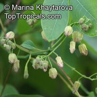 Manihot glaziovii , Tree Cassava, Ceara Rubber Tree 