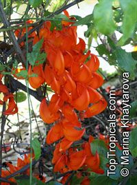 Mucuna benettii, Mucuna bennettii, Mucuna albertisii, Mucuna novoguineensis, Red Jade Vine, New Guinea Creeper