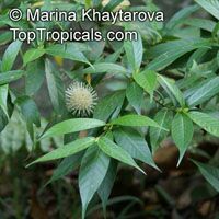 Neonauclea endertii, Neonauclea
