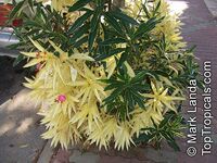 Nerium oleander