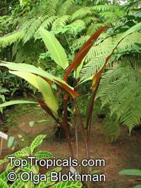 Pleiostachya pruinosa, Maranta pruinosa , Wheat Calathea, Platanillo