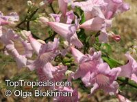Podranea brycei, Zimbabwe Creeper, Queen-Of-Sheba Vine