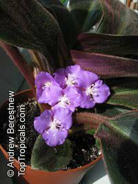 Siderasis fuscata, Brown Spiderwort, Bears Ears