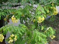 Cassia antillana, Senna nitida, Chamaefistula antillana, Cassia aurea, Golden Rain tree