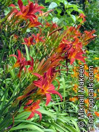 Hemerocallis sp., Daylily