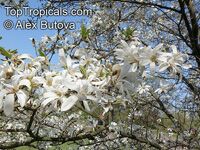 Magnolia stellata, Star Magnolia
