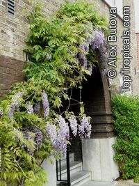 Wisteria sp. Wisteria sp.