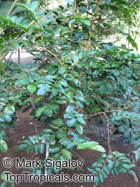 Aphloia theiformis, Albino Berry, Mountain Peach