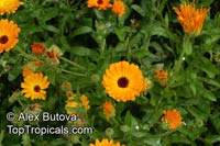 Calendula officinalis, Pot Marigold, Scotch Marigold