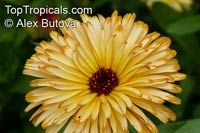 Calendula officinalis, Pot Marigold, Scotch Marigold