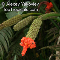 Carludovica sp., Carludovica Palm, Jungle Drum