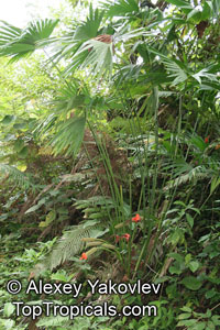 Carludovica sp., Carludovica Palm, Jungle Drum