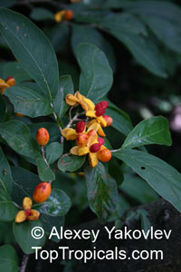 Casearia corymbosa, Casearia