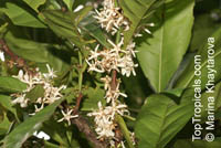 Coffea dewevrei, Coffea liberica var. dewevrei, Coffea excelsa , Excelsa Coffee