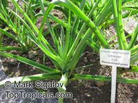 Crinum sp., River Lily