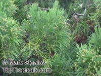 Cryptomeria japonica, Japanese Cryptomeria, Japanese Cedar, Sugi