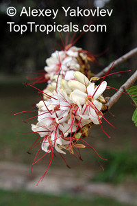 Elizabetha durissima, Elizabetha