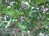 Gastonia mauritiana, Bois Boeuf, Bois d