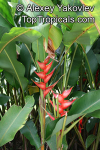 Heliconia stricta, Dwarf Jamaica Heliconia, Firebird