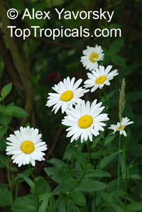 Leucanthemum vulgare, Chrysanthemum leucanthemum, Field Daisy, Ox Eye, Love-Me-Love-Me-Not, Marguerite, Moon Daisy 