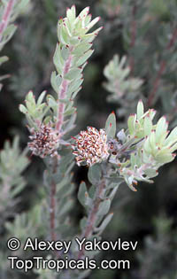 Leucospermum royenifolium, Eastern Pincushion