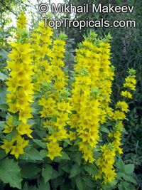 Lysimachia sp., Golden Globe