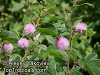 Mimosa albida , Mimosa