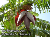 Musa sp., Banana, Bananier Nain, Canbur, Curro, Plantain