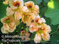 Tropaeolum majus, Tropaeolum nanum, Garden Nasturtium, Indian Cress, Monks Cress