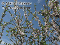Prunus tomentosa, Nanking Cherry