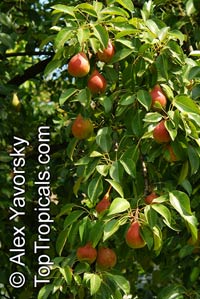 Pyrus sp, Pyrus x lecontei, Southern Pear