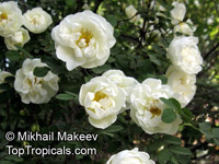 Rosa sp., Rose